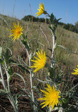 Image of Tragopogon tanaiticus Artemczuk