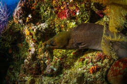 Image of Giant moray