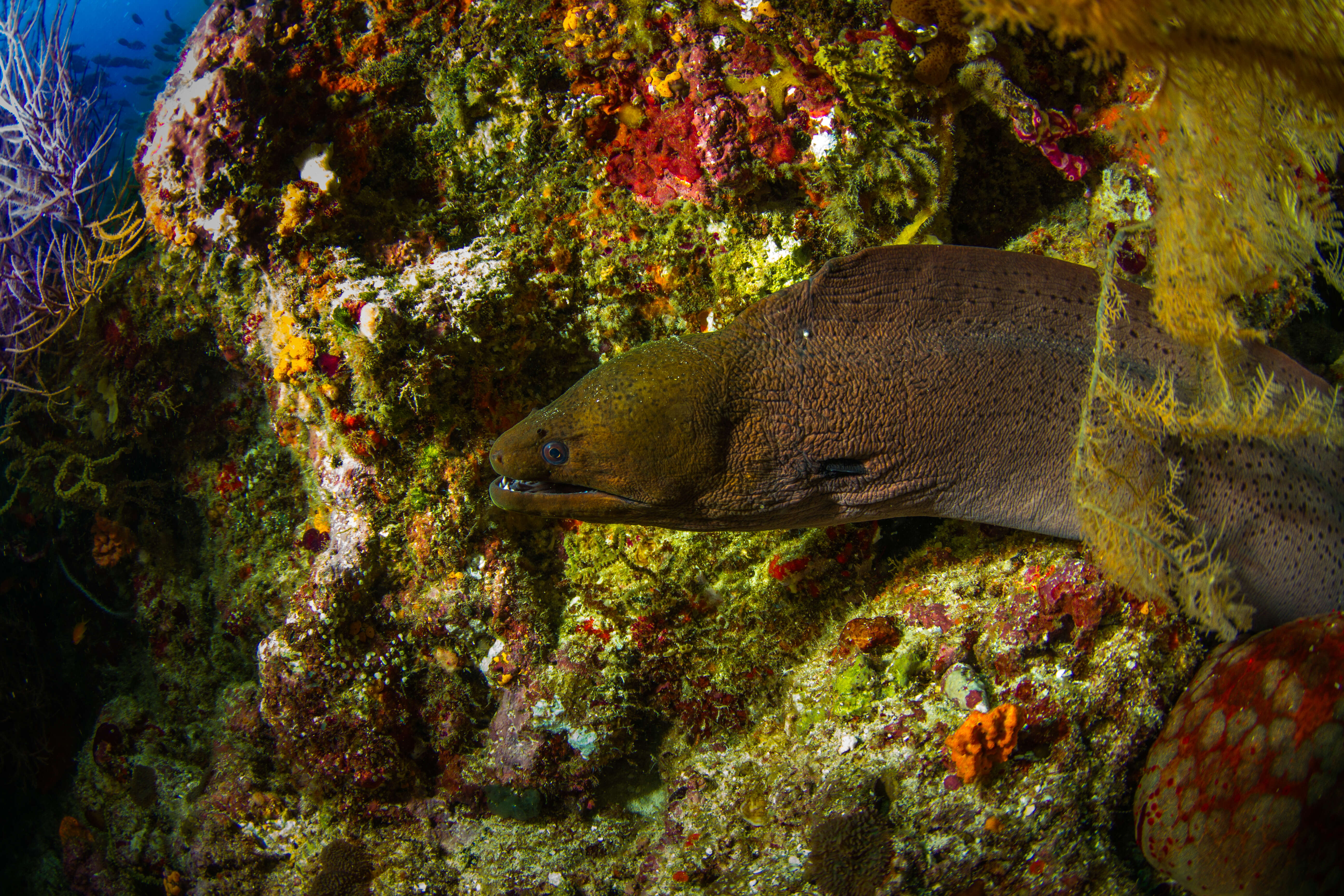 Image of Giant moray