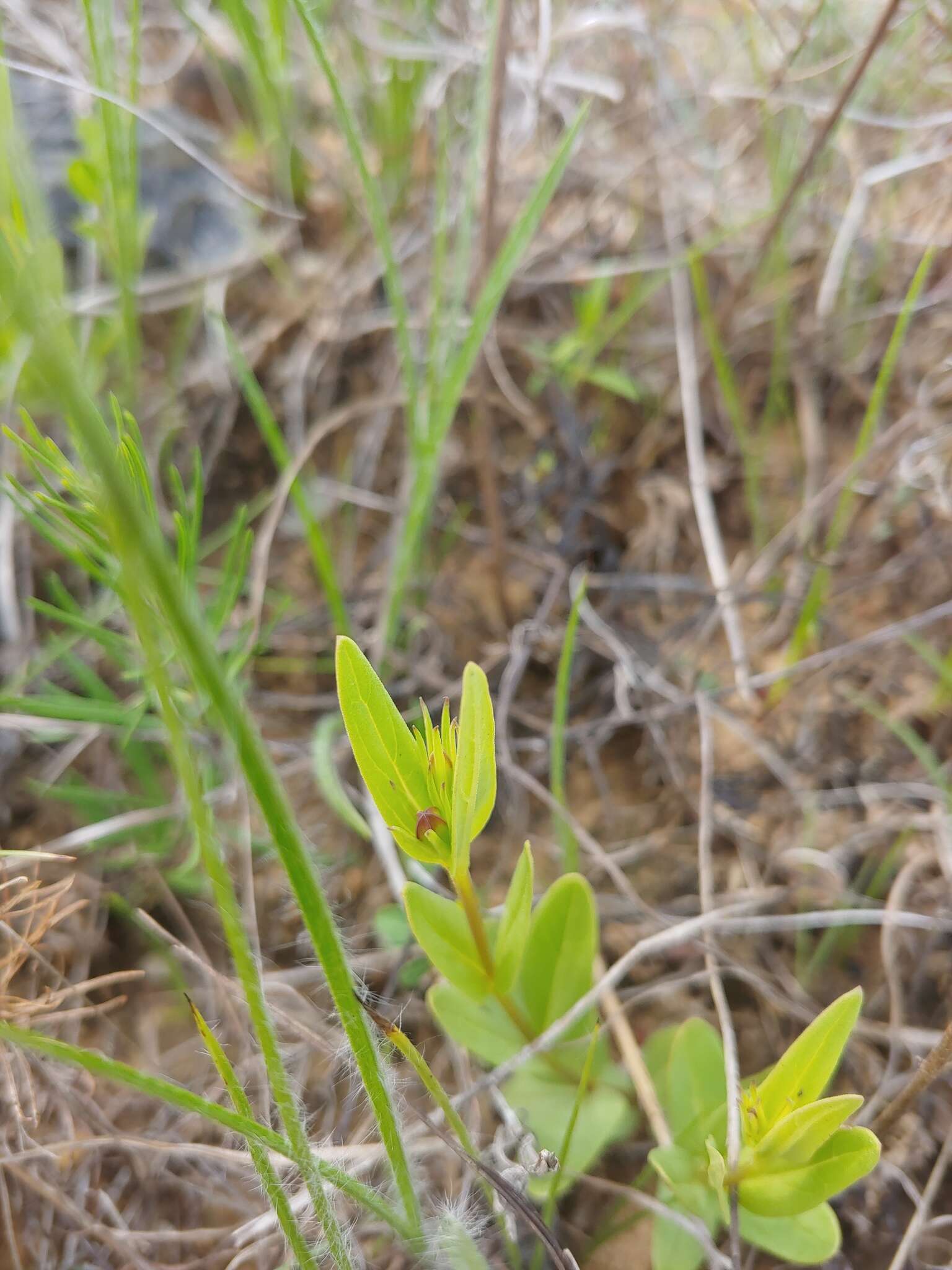 Image of purpleflower pinkroot