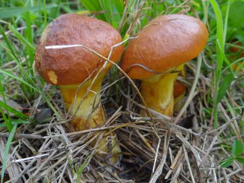 Image of Suillus grevillei (Klotzsch) Singer 1945