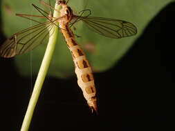 Plancia ëd Entomophaga tipulae (Fresen.) Humber 1989