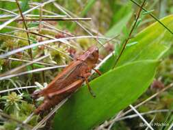 Imagem de Stethophyma gracile (Scudder & S. H. 1862)