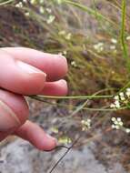 Image of Platysace filiformis (Bunge) C. Norman