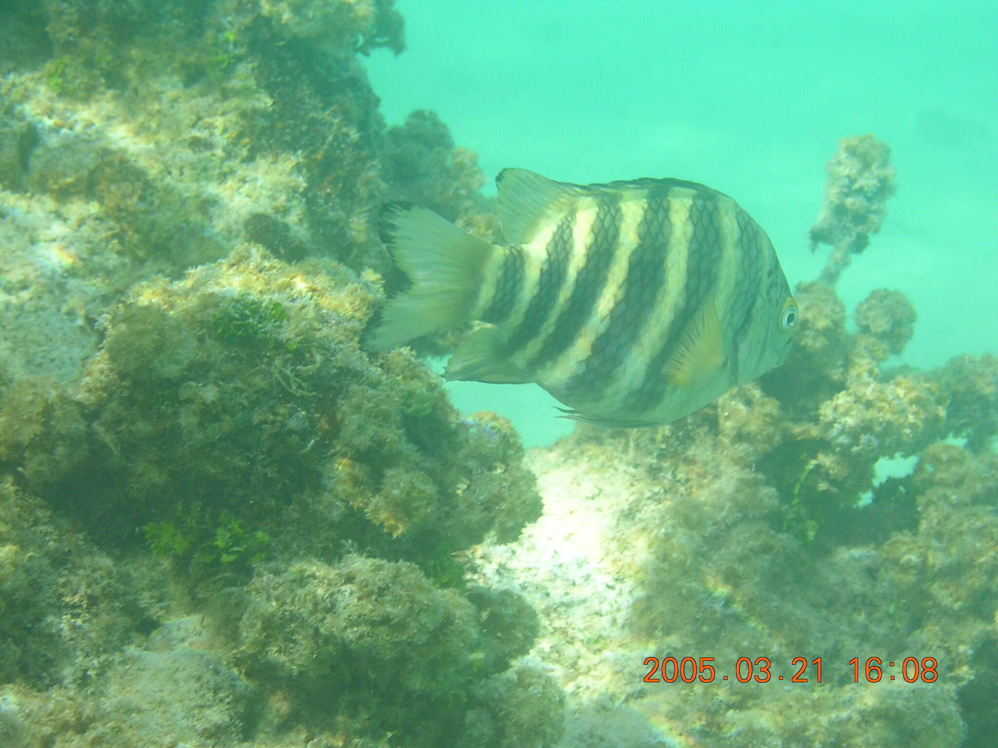 Image of Banded sergeant