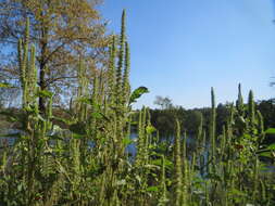 Imagem de Amaranthus powellii S. Wats.