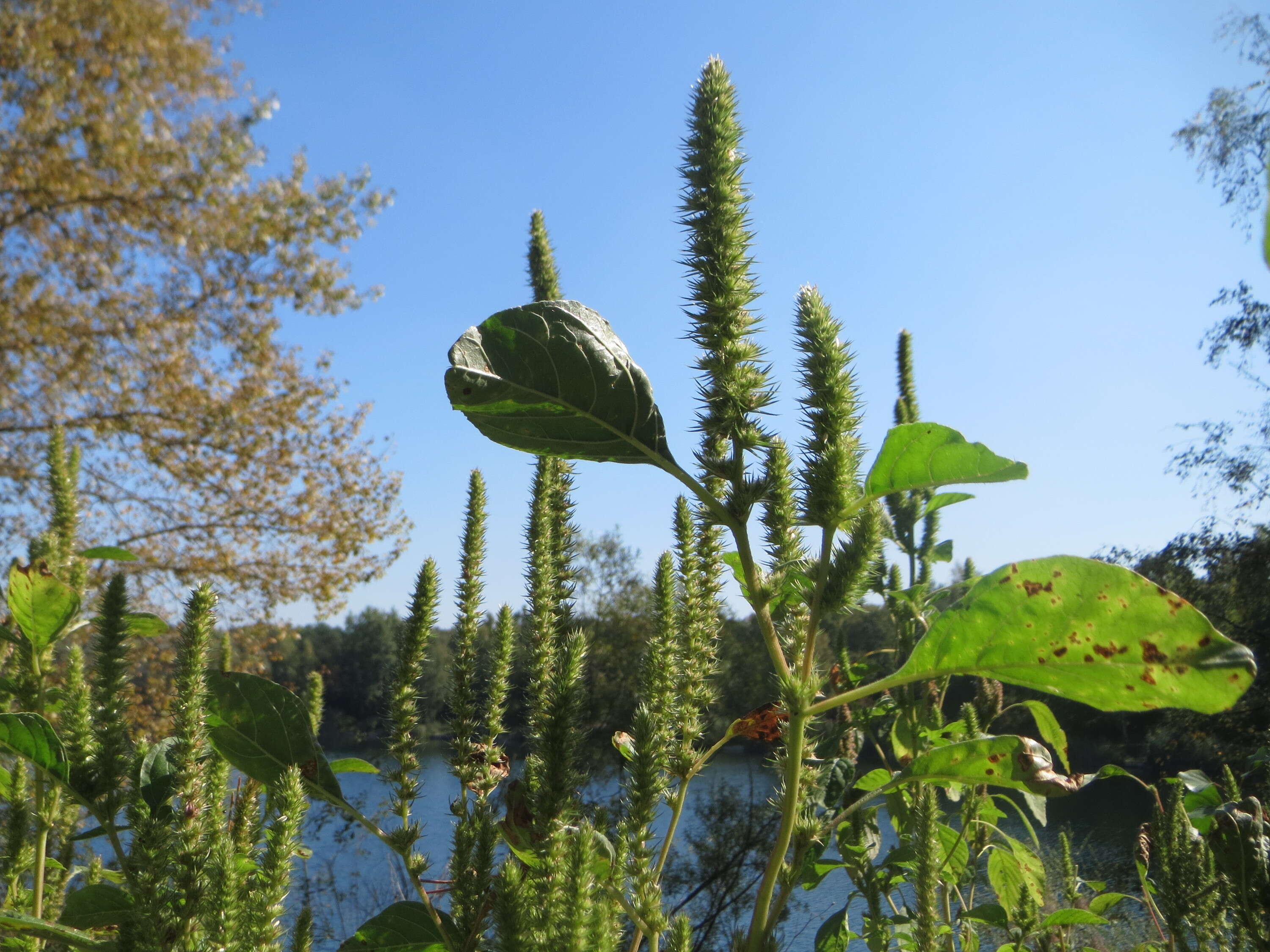 Imagem de Amaranthus powellii S. Wats.