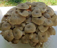 Image of Polyporus umbellatus (Pers.) Fr. 1821