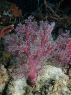 Image of Twotone soft coral