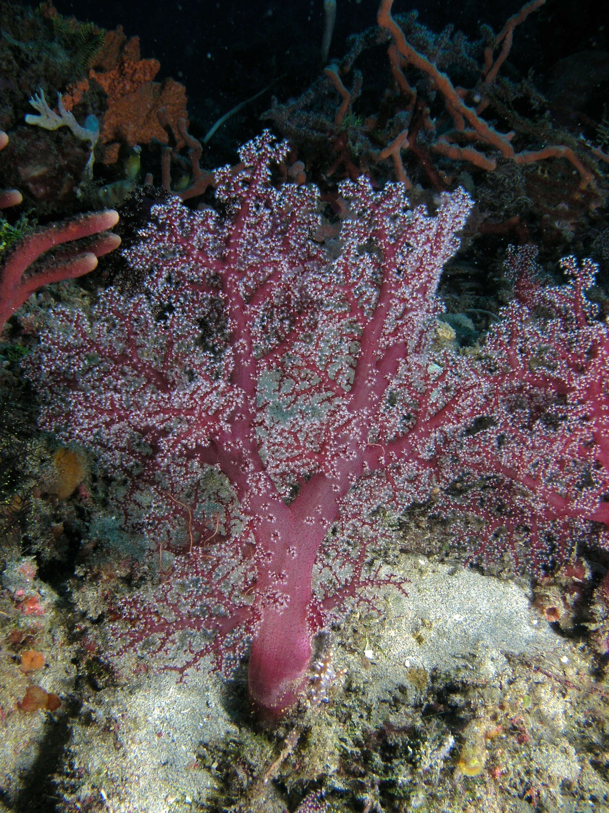 Image of Twotone soft coral