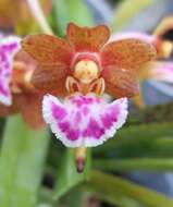 Image of Vanda flabellata (Rolfe ex Downie) Christenson