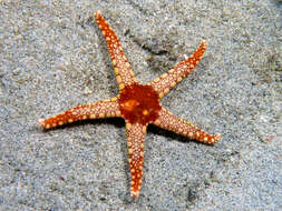 Image of Red and pink sea star