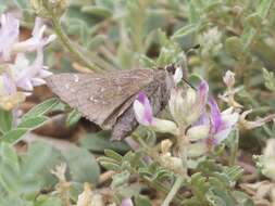 Image of Dotted Skipper