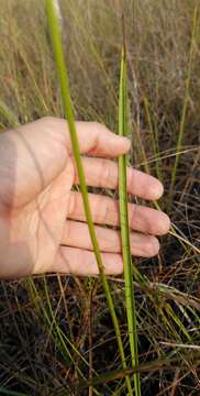 Image of Simpson's grasspink