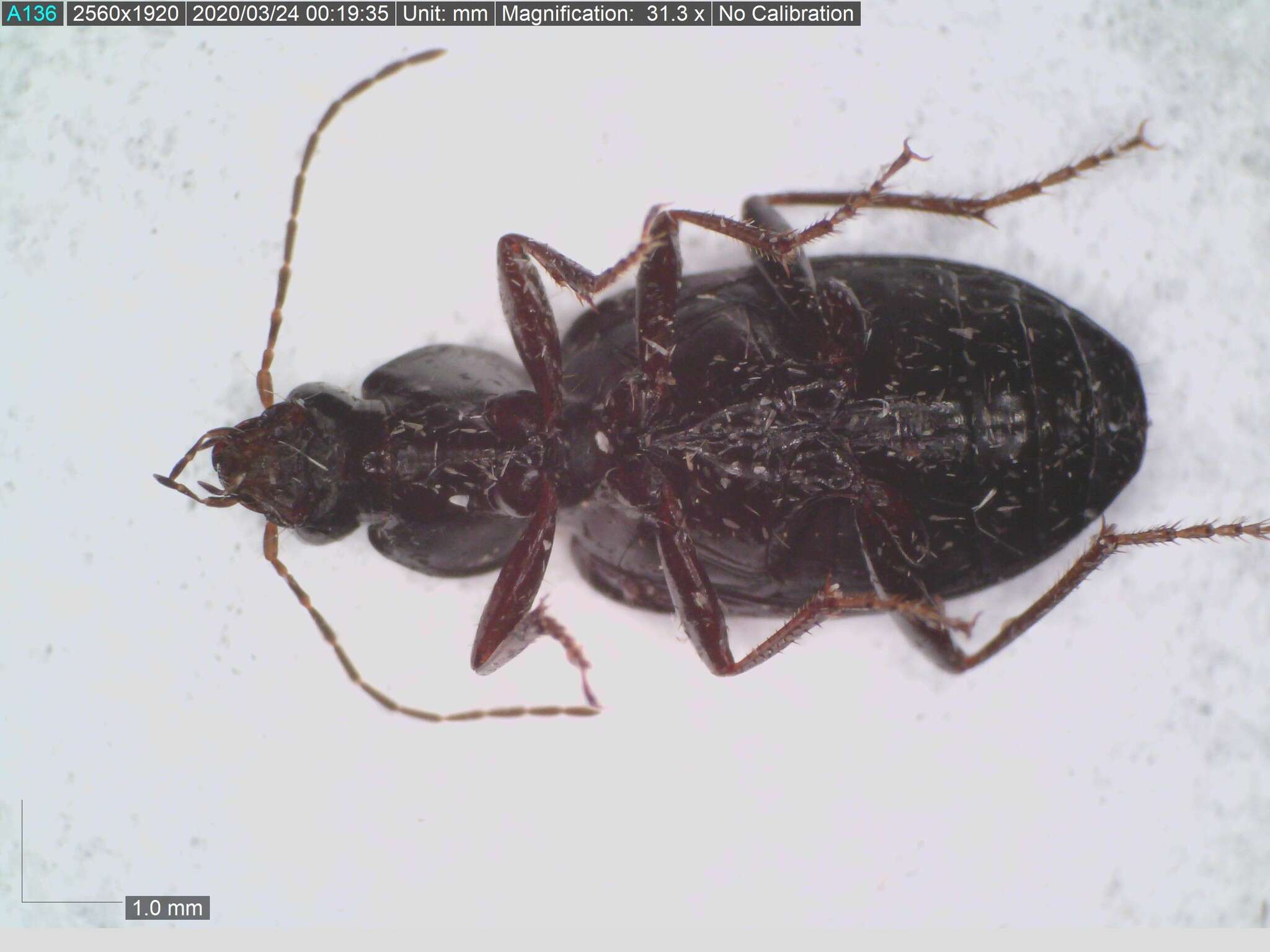 Agonum (Olisares) punctiforme (Say 1823)的圖片