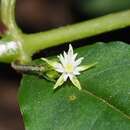 Image of Stellaria monosperma var. japonica Maxim.