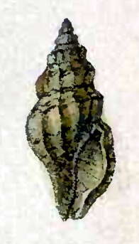 Image of Mangelia taeniata (Deshayes 1835)