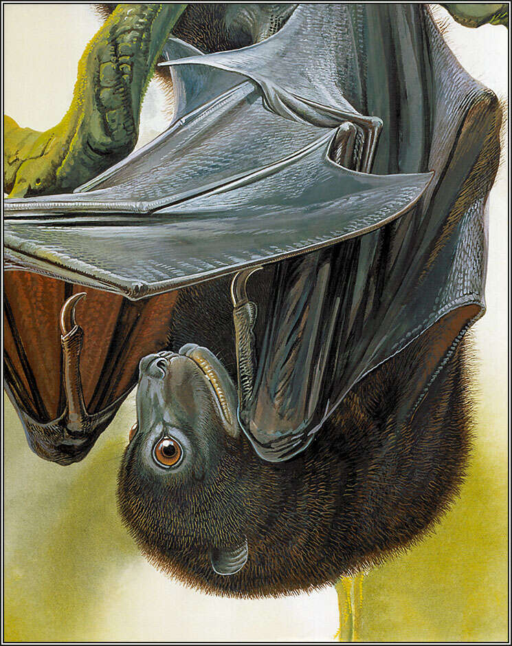 Image of Bougainville Monkey-faced Bat