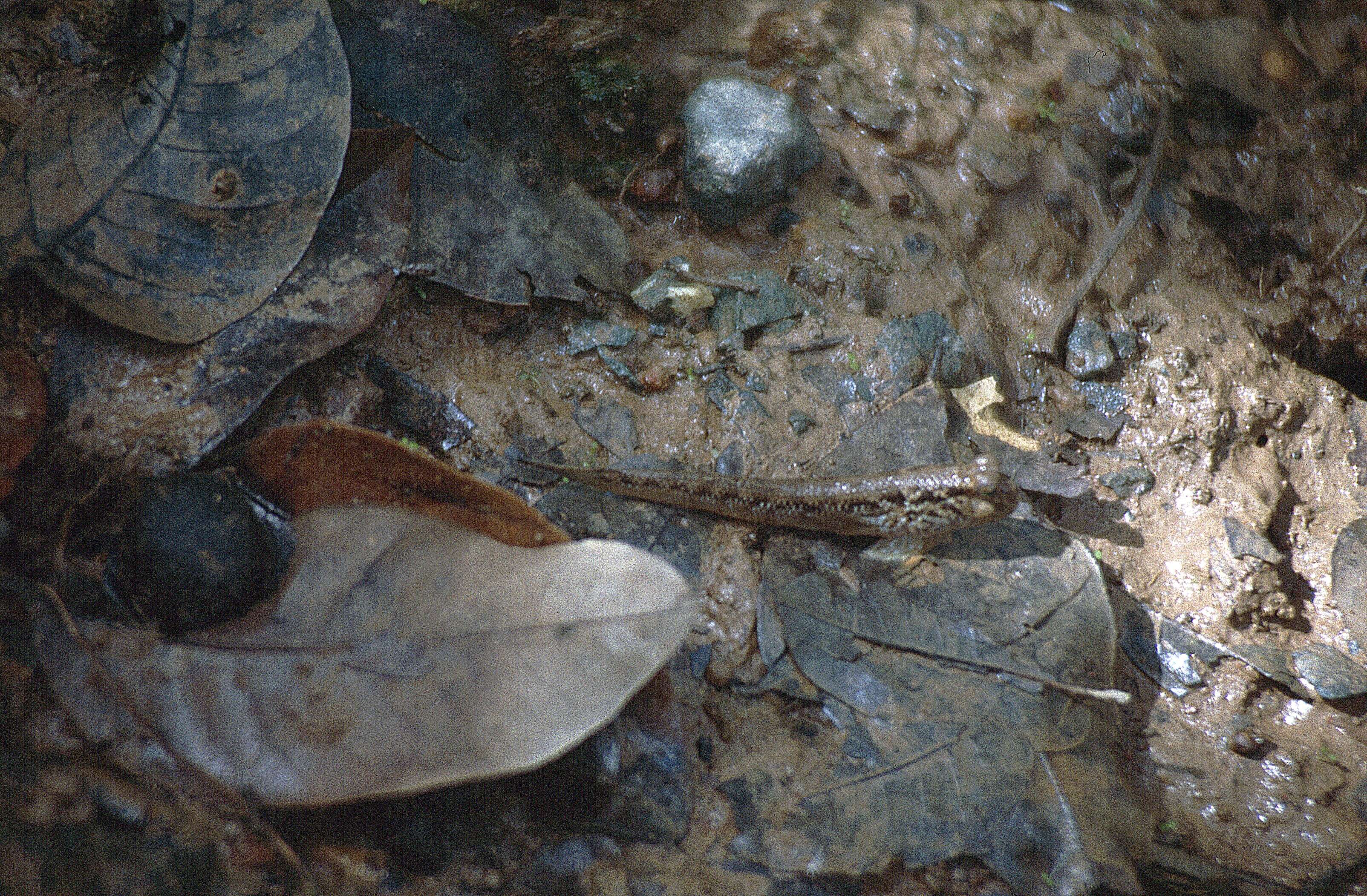 Image of Periophthalmus