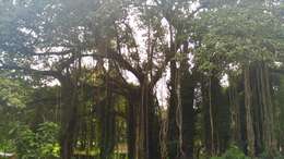 Image of Banyan