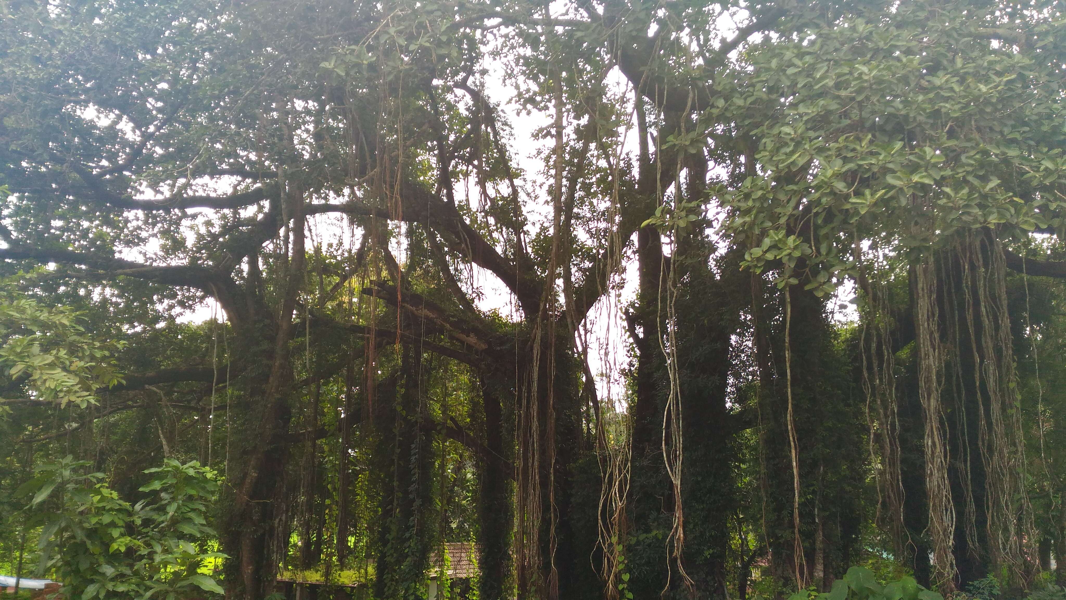 Image of Banyan