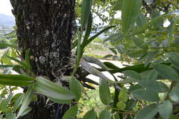 Image of Laelia autumnalis (Lex.) Lindl.