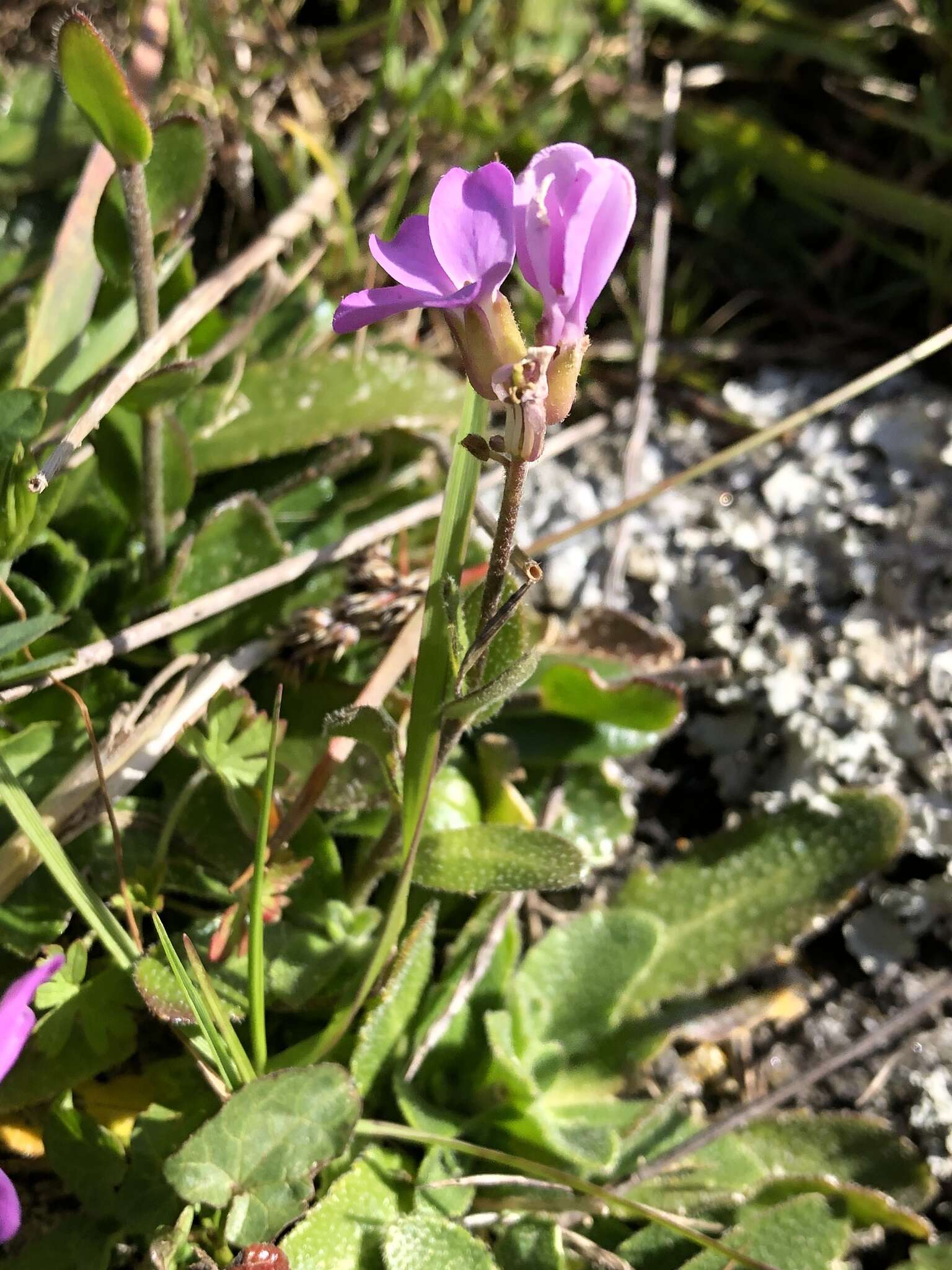 Image of rose rockcress