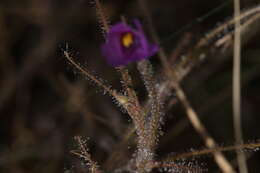 Image of Byblis filifolia Planch.