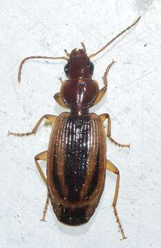 Plancia ëd Cymindis (Cymindis) lineola L. Dufour 1820