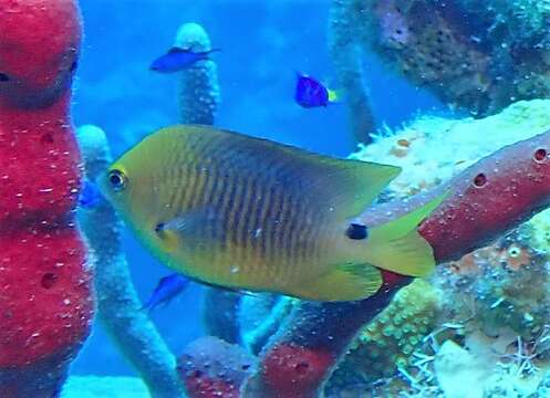 Image of Threespot Damselfish