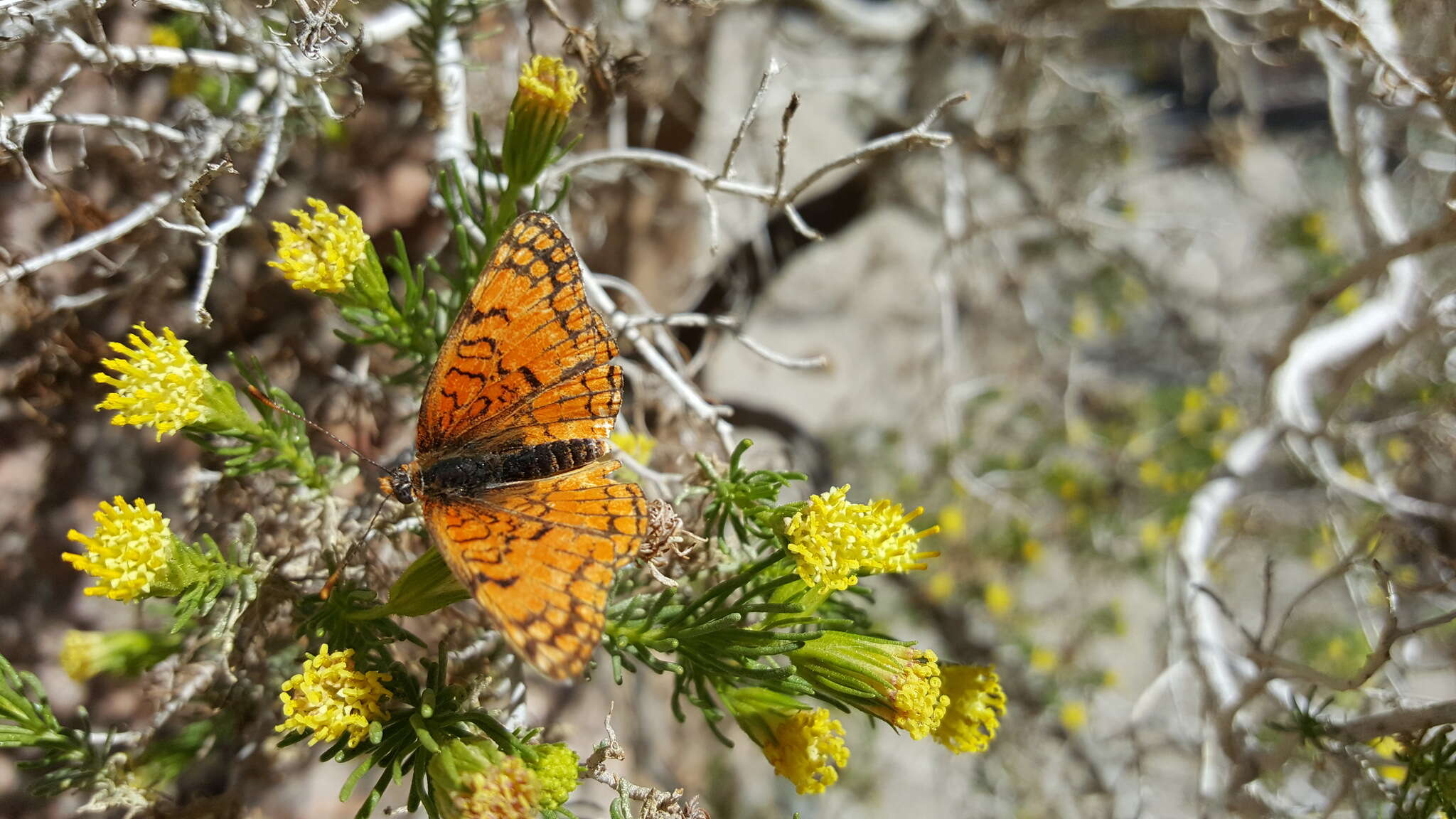 Image of Sagebrush Checkerspot