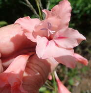 Gladiolus oppositiflorus Herb. resmi