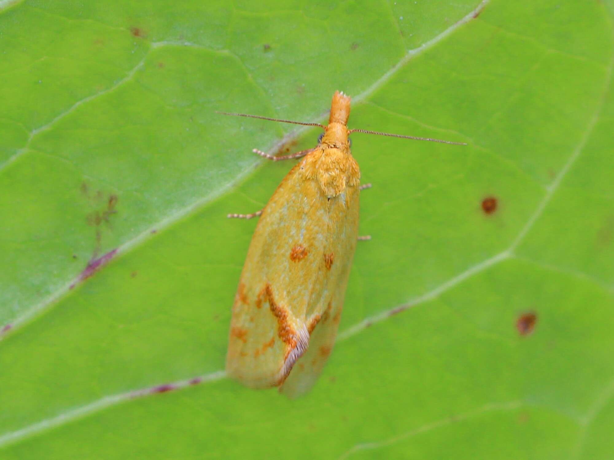 Image of Agapeta