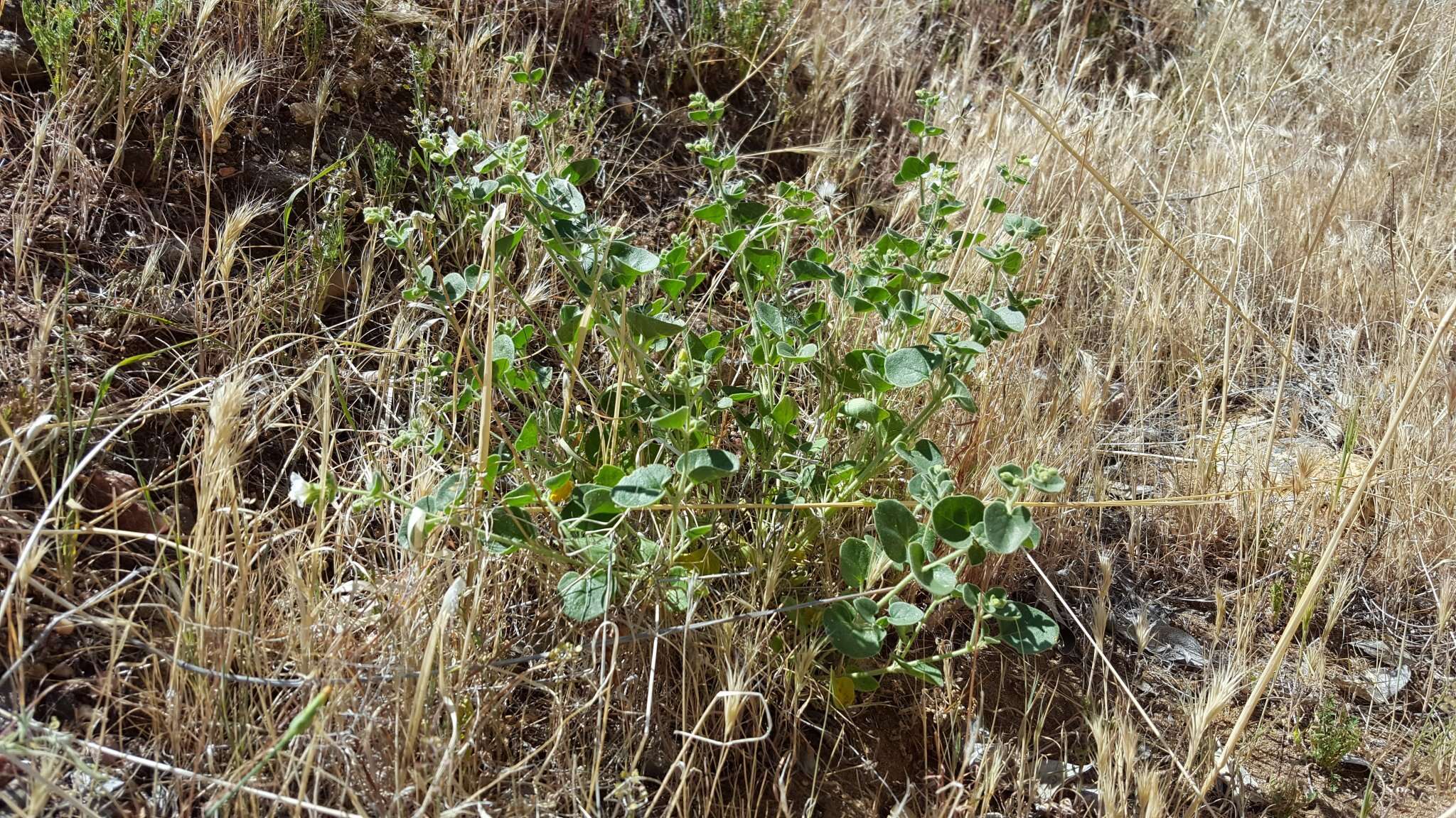 Слика од Mirabilis laevis var. villosa (Kellogg) Spellenberg