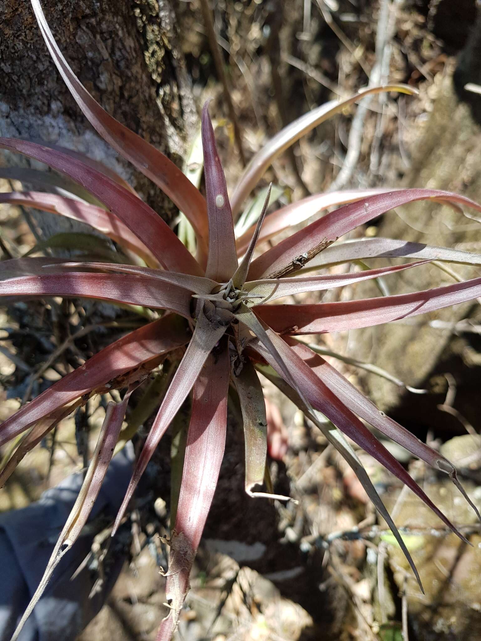 Image of Tillandsia capitata Griseb.