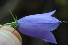 Image of Campanula martinii F. Fen., Pistarino, Peruzzi & Cellin.