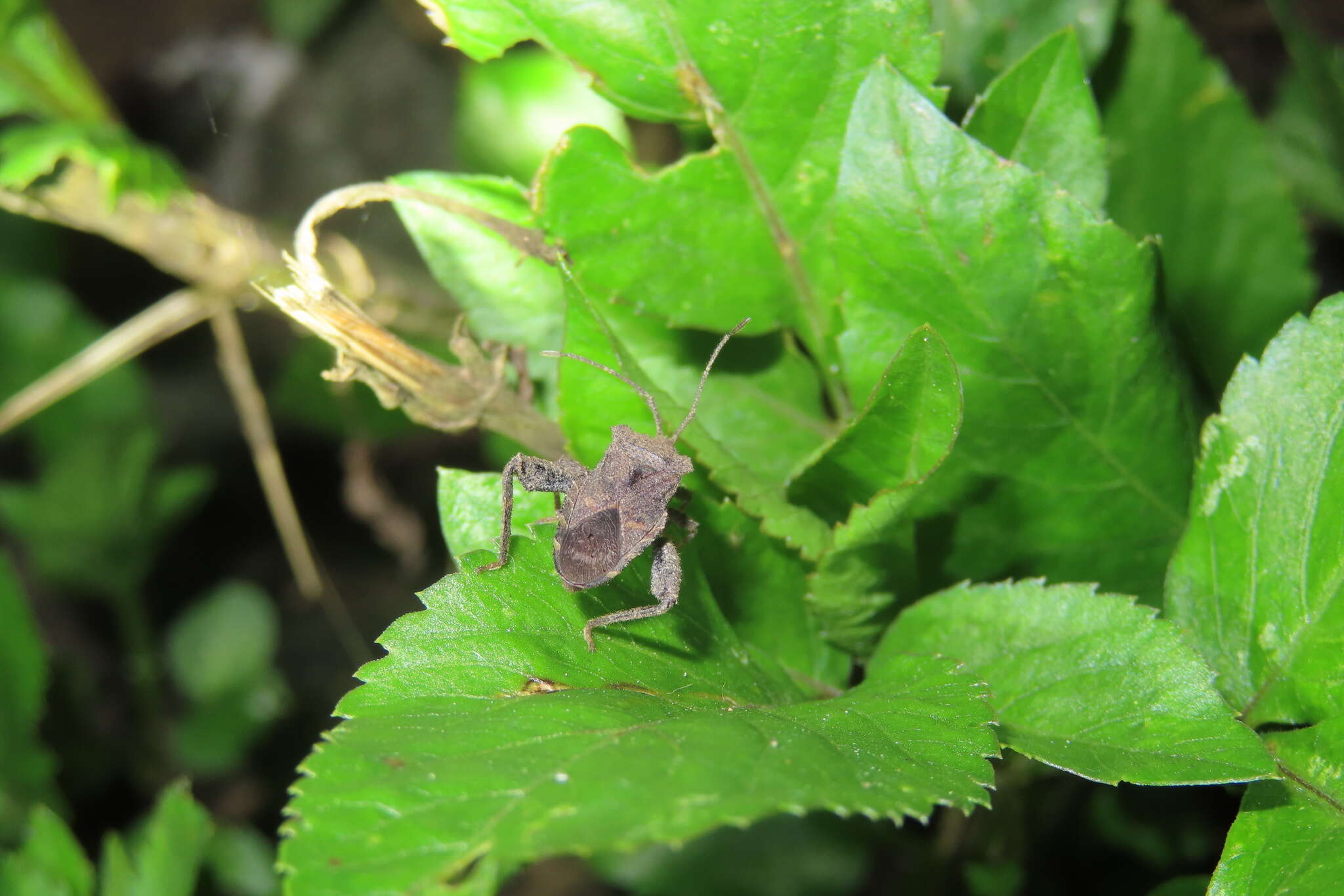 صورة Acanthocoris sordidus (Thunberg 1783)