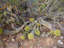 Слика од Euphorbia nesemannii R. A. Dyer