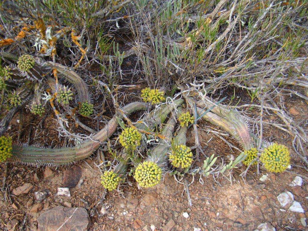 Слика од Euphorbia nesemannii R. A. Dyer