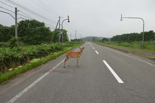 Imagem de Cervus nippon yesoensis (Heude 1884)