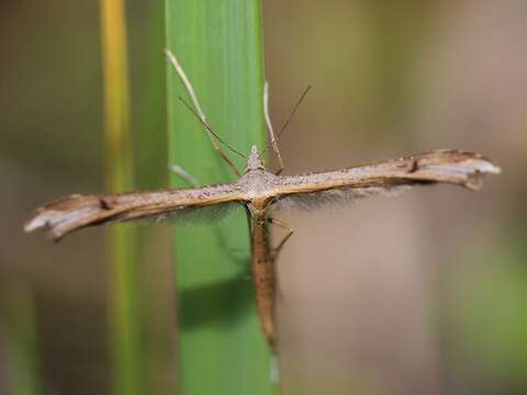 Image of Brown Plume