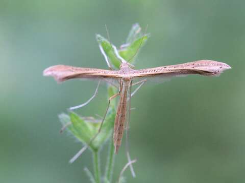 Image de Stenoptilia pterodactyla (Linnaeus 1761)