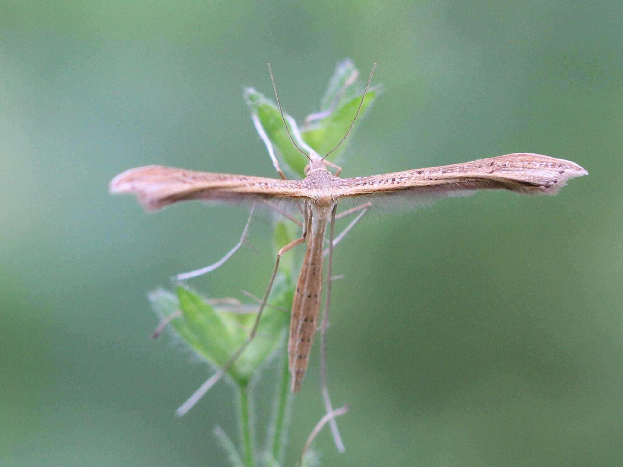 Image de Stenoptilia pterodactyla (Linnaeus 1761)