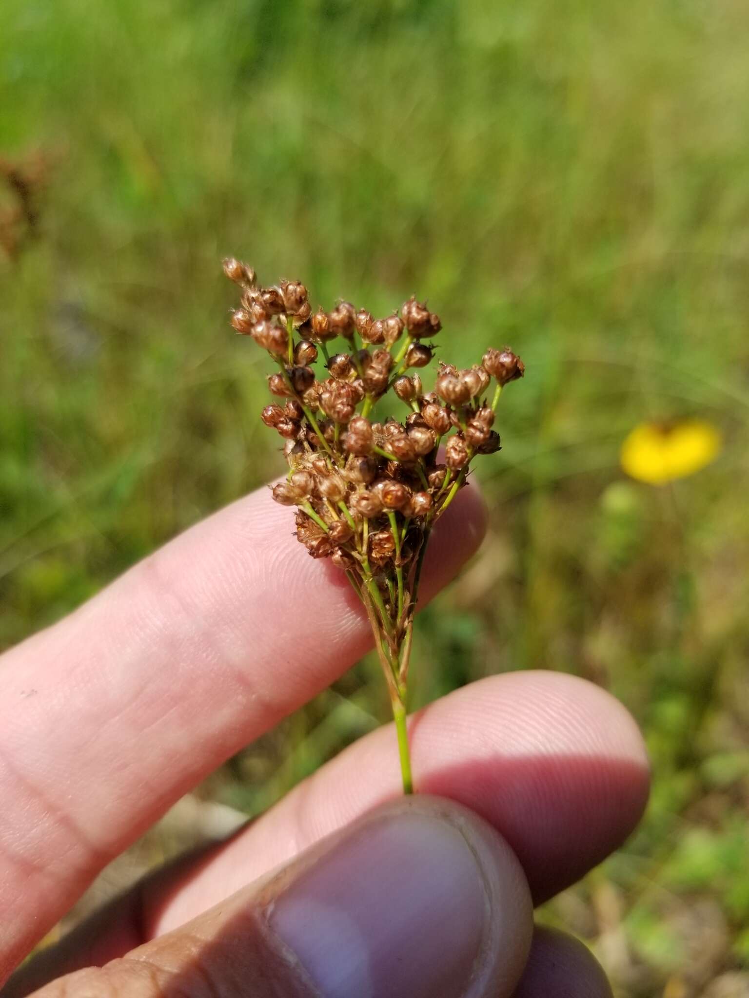 Image of bog rush