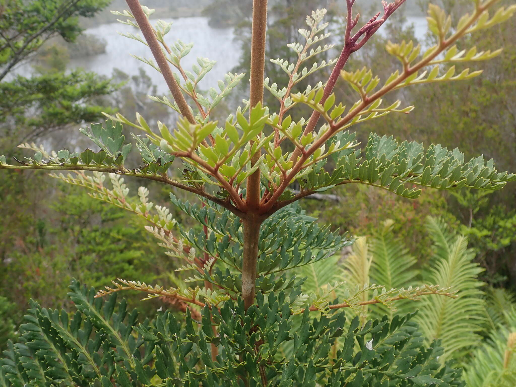 Image of Lomatia ferruginea R. Br.