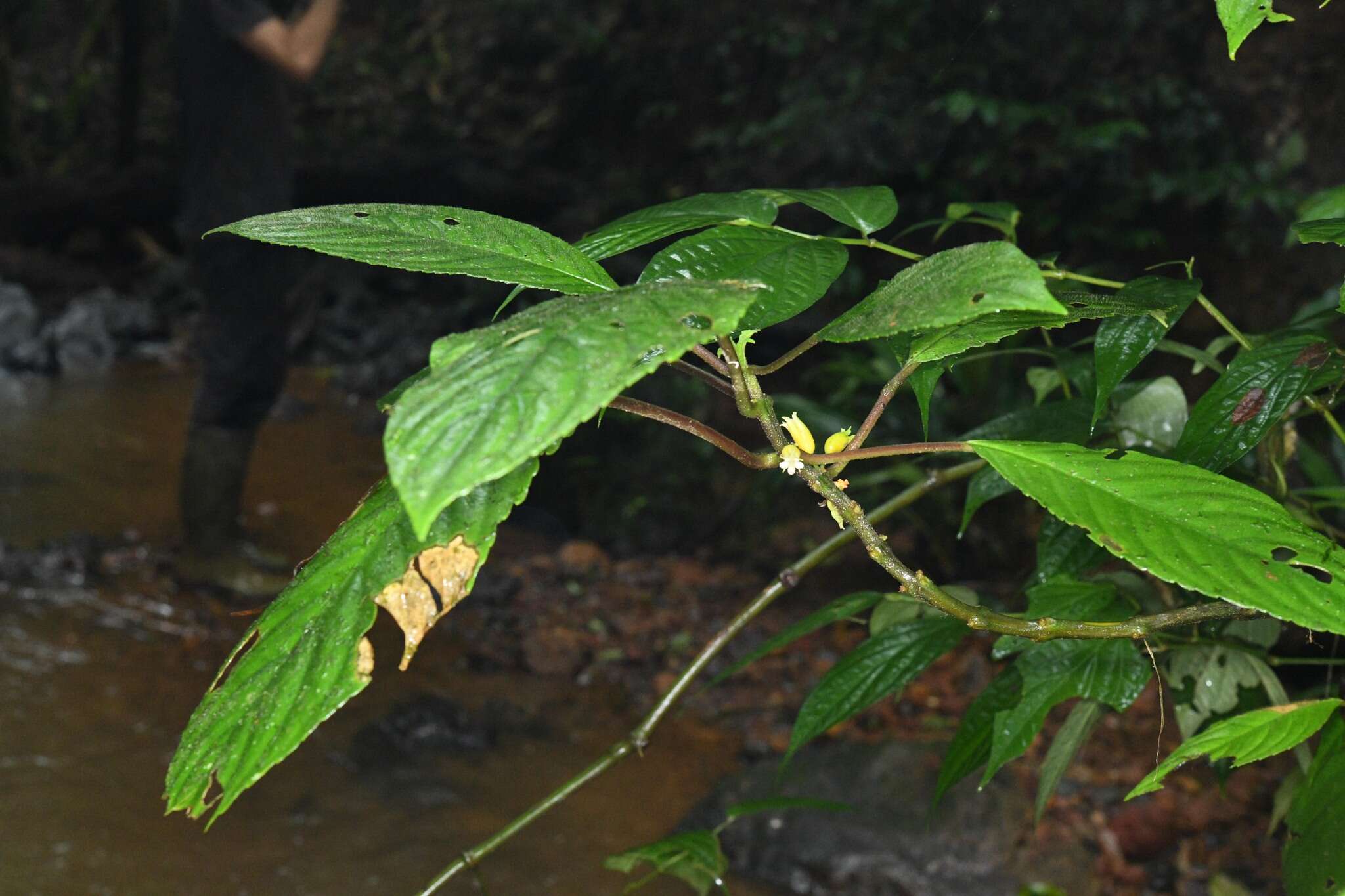 Image of Besleria insolita C. V. Morton