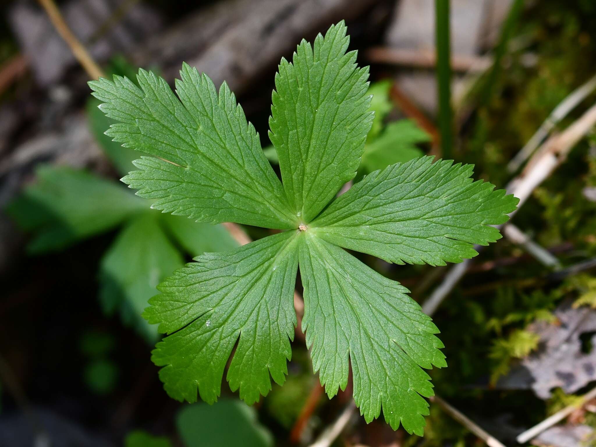 Image of American globeflower