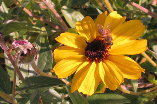 Sivun Encelia californica Nutt. kuva