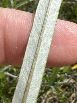 Imagem de Cirsium virginianum (L.) Michx.