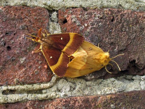 Image of oak eggar